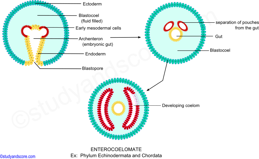 enterocoelomates, endoderm, ectoderm, mesoderm, archenteron, vlastocoel, gut